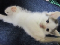 Котята в дар в хорошие руки - Изображение #4, Объявление #992380