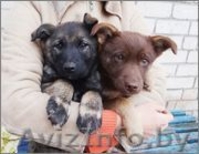 Щенок Бася - девочка цвета молочного шоколада в дар - Изображение #3, Объявление #988824