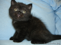Шотландские Вислоухие котята-окрас-Полосатое чудо \"Вискас\",Голубой,Чёрный. - Изображение #1, Объявление #985916