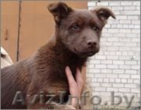 Щенок Бася - девочка цвета молочного шоколада в дар - Изображение #4, Объявление #988824