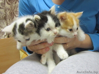 Котята в дар в хорошие руки - Изображение #2, Объявление #992380