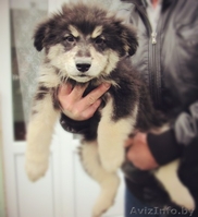 Щенки ищут любящих хозяев - Изображение #1, Объявление #992576