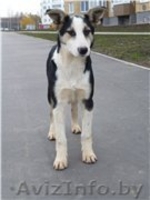 Роби и Тоби, собаки - подростки ищут дом - Изображение #1, Объявление #988825