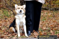 Ищет дом самая замечательная малышка ЛИса. В ДАР - Изображение #2, Объявление #992480