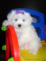 Продам щенков мальтезе.Сделаны прививки по возрасту. - Изображение #2, Объявление #991576