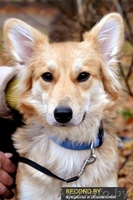 Ищет дом самая замечательная малышка ЛИса. В ДАР - Изображение #1, Объявление #992480