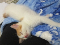 Котята в дар в хорошие руки - Изображение #7, Объявление #992380