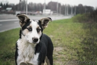 Подростки для ОХРАНЫ для жизни в деревне или частном секторе В ДАР! - Изображение #3, Объявление #997299