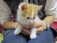 Котята в дар в хорошие руки - Изображение #6, Объявление #992380