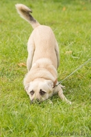 Джонни хочет домой!!! - Изображение #1, Объявление #998540