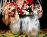 вязка йорочек терьеров - Изображение #6, Объявление #998534