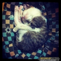 Необычный котёнок В ДАР - Изображение #5, Объявление #992482