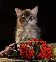 Сомалиcкие  котята - Изображение #3, Объявление #986951