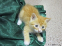 Котята в дар в хорошие руки - Изображение #1, Объявление #992380