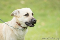 Джонни хочет домой!!! - Изображение #2, Объявление #998540