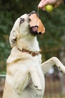 Джонни хочет домой!!! - Изображение #4, Объявление #998540