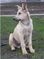 Роби и Тоби, собаки - подростки ищут дом - Изображение #2, Объявление #988825