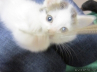 Котята в дар в хорошие руки - Изображение #5, Объявление #992380