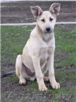 Роби и Тоби, собаки - подростки ищут дом - Изображение #3, Объявление #988825