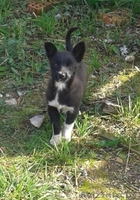 Черырехмесячные щенки мелких родителей в дар - Изображение #2, Объявление #992282