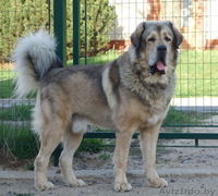 Тибетский мастиф щенки с  родословной  2013/2014 - Изображение #5, Объявление #997630