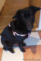 Преданный, ласковый и веселый друг в дар! - Изображение #2, Объявление #993794