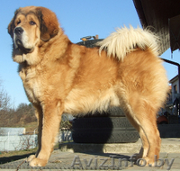 Тибетский мастиф щенки с  родословной  2013/2014 - Изображение #3, Объявление #997630