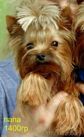 Вязка йоркширского терьера супер мини 1400гр - Изображение #1, Объявление #986141