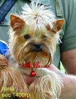 Вязка йоркширского терьера супер мини 1400гр - Изображение #3, Объявление #986141