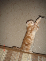 Вислоушки от папы Большого Международного чемпиона - Изображение #5, Объявление #992947