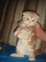 Вислоушки от папы Большого Международного чемпиона - Изображение #6, Объявление #992947