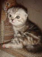 Вислоушки от папы Большого Международного чемпиона - Изображение #2, Объявление #992947