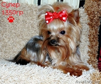 Вязка йоркширского терьера  мини 1400гр - Изображение #2, Объявление #990402