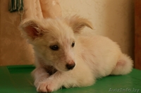 Очаровательная девочка-щенок - Изображение #2, Объявление #985996