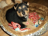 Очаровательная малышка в дар - Изображение #1, Объявление #996083