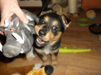 Очаровательная малышка в дар - Изображение #2, Объявление #996083