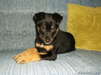 Очаровательная щенулька в дар - Изображение #1, Объявление #996085