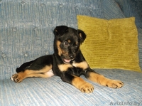 Очаровательная щенулька в дар - Изображение #2, Объявление #996085