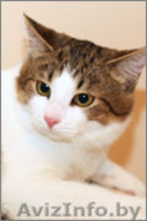 Отдам в хорошие руки очаровательного котёнка - Изображение #2, Объявление #1001066