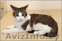 Отдам в хорошие руки очаровательного котёнка - Изображение #3, Объявление #1001066