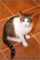 Отдам в хорошие руки очаровательного котёнка - Изображение #4, Объявление #1001066