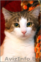 Отдам в хорошие руки очаровательного котёнка - Изображение #1, Объявление #1001066