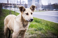 Подростки для ОХРАНЫ для жизни в деревне или частном секторе В ДАР! - Изображение #2, Объявление #997299