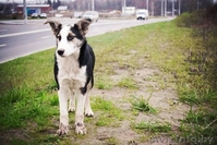 Подростки для ОХРАНЫ для жизни в деревне или частном секторе В ДАР! - Изображение #7, Объявление #997299