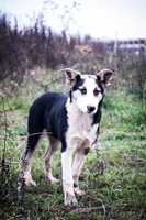 Подростки для ОХРАНЫ для жизни в деревне или частном секторе В ДАР! - Изображение #6, Объявление #997299