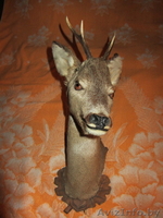 чучело головы дикого кабана и касули - Изображение #1, Объявление #986612