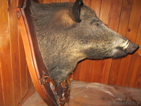 чучело головы дикого кабана и касули - Изображение #2, Объявление #986612