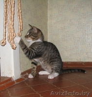 Оскар- шикарный молодой кот, цвет рыси - Изображение #7, Объявление #948722