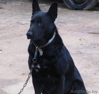 Щенки-метисы. 3 месяца. В добрые руки. - Изображение #5, Объявление #986333