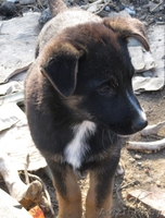 Щенки-метисы. 3 месяца. В добрые руки. - Изображение #3, Объявление #986333